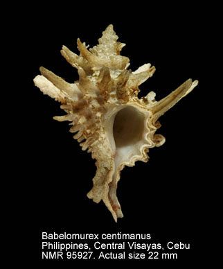 Babelomurex centimanus.jpg - Babelomurex centimanus Kosuge,1985